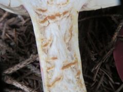 Telepített lucosban