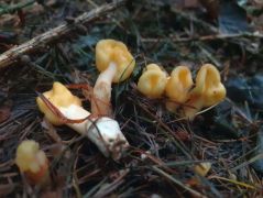 Tanfolyami túrán, vörösfenyvesben