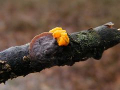 Tremella mesenterica és Peniophora cf. quercina