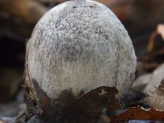 Tricholoma basirubens fiatal példány