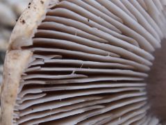 Tricholoma basirubens lemezek