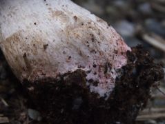 A Tricholoma basirubens vörös tönkbázisa