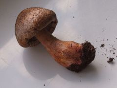 Tricholoma basirubens 4 nap múlva