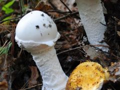 Cafrangos galócával