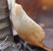 Ráncos tárcsagomba külső felszíne