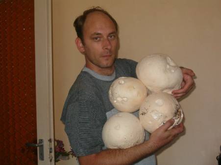 Óriásgombák 7